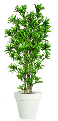 Dracaena Reflexa Boschetto 180 cm Verde 